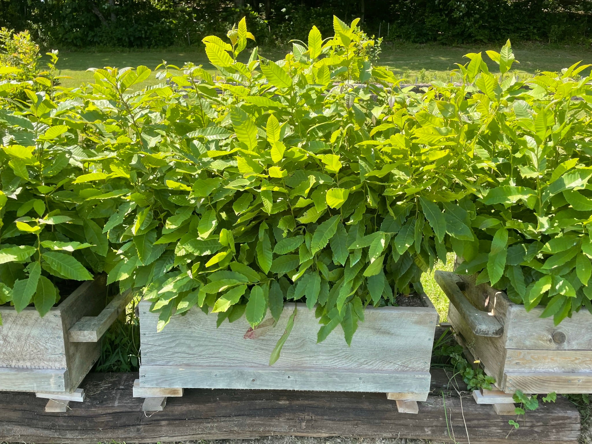 planting chinese chestnut trees from seed Chinese Chestnut Seedling Trees (16"